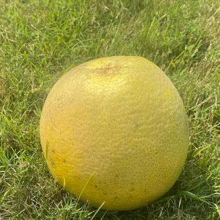 grape fruit -- چکوترا