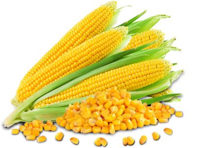 corn --چھلی