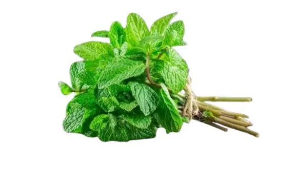 Mint — پودینہ