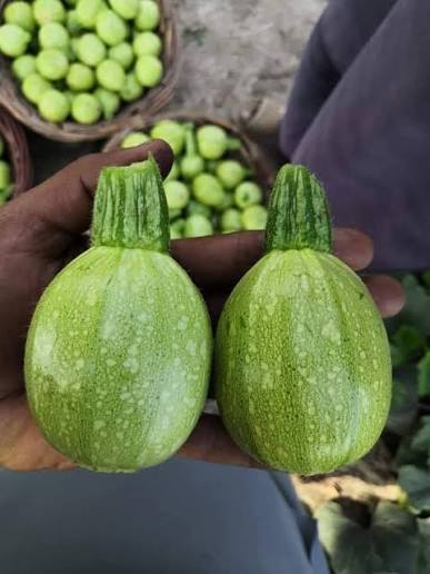 Tindi -- ٹینڈی